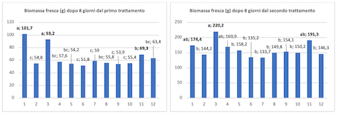 Valori di biomassa fresca in grammi relativi ai rilievi eseguiti otto giorni dopo ciascuna applicazione. I valori seguiti dalla stessa lettera non differiscono statisticamente (P=.05, Student-Newman-Keuls)